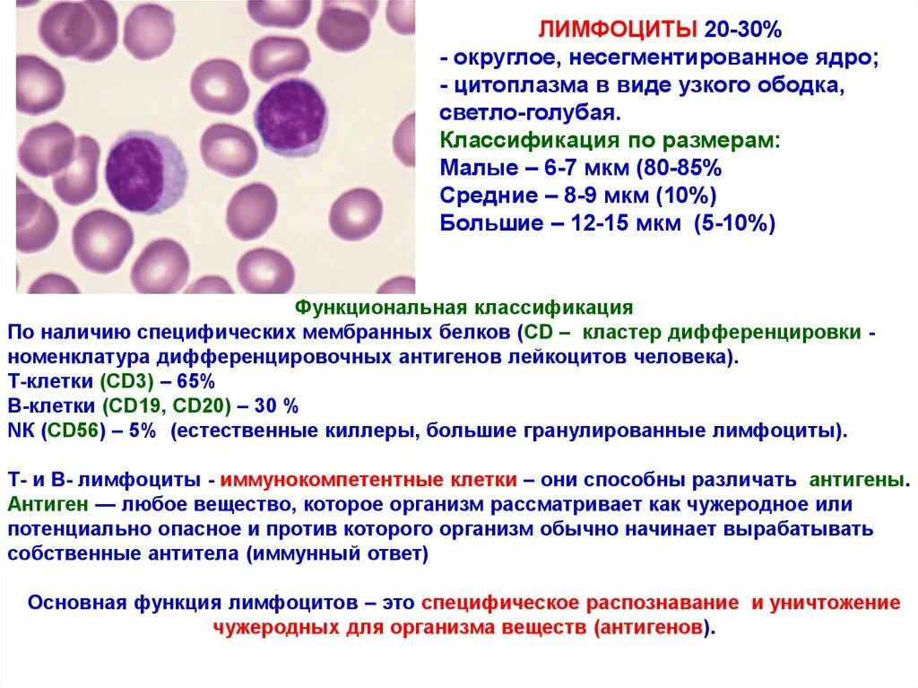 Кластер дифференцировки cd19+cd3-. Кластеры дифференцировки лейкоцитов. Кластеры дифференцировки лимфоцитов. Кластеры дифференцировки в-лимфоцитов CD. Cd19 лимфоциты