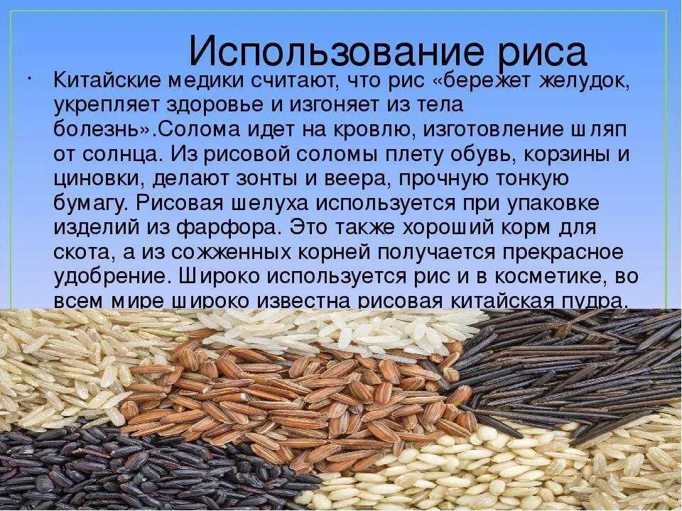 В какой стране культурой является рис. Характерной чертой размещения мировых посевов риса является. Сельское хозяйство зарубежной азии. Зерновые культуры по валовому сбору. В какой стране культурой является рис.