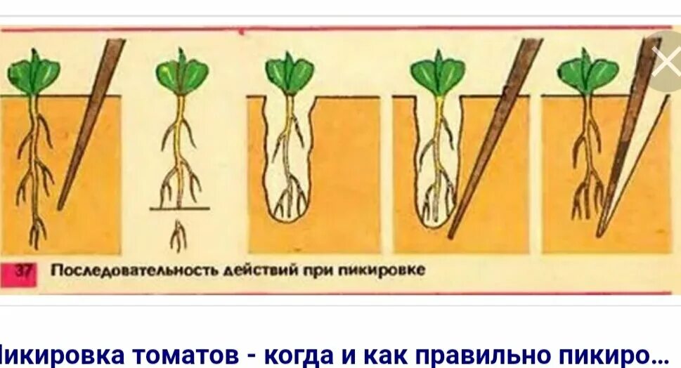 Что добавить при пикировке помидор