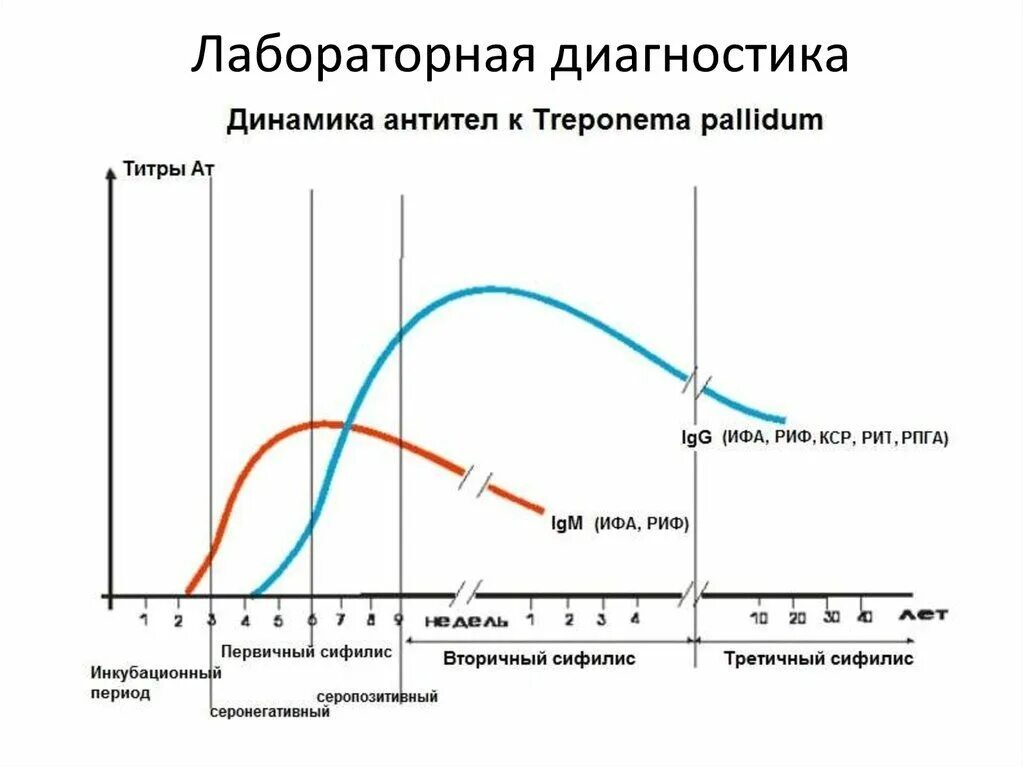 Treponema pallidum суммарные. Антитела к treponema pallidum ифа (ig m, g, a) суммарный (серия 2405). серологические маркеры инфекционных заболеваний. ат к treponema pallidum igg igm что это. диагностический титр антител.