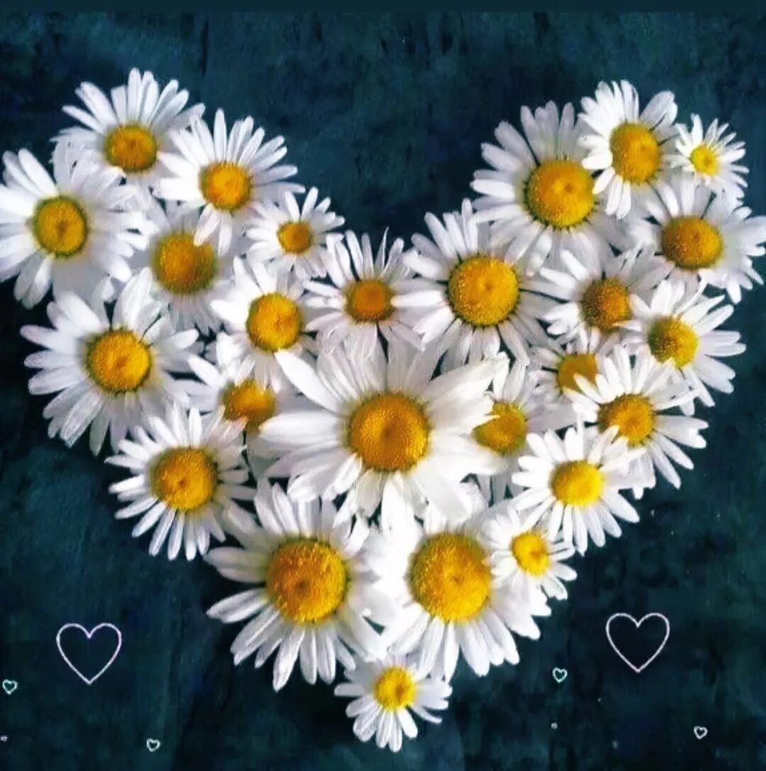 Необычные ромашки. Camomile ромашка. Большие ромашки. Красивые ромашки любимой. Сердце из ромашек.