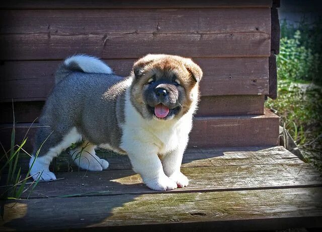 American Bulldog puppy
