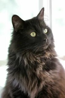 Черный сибирский кот