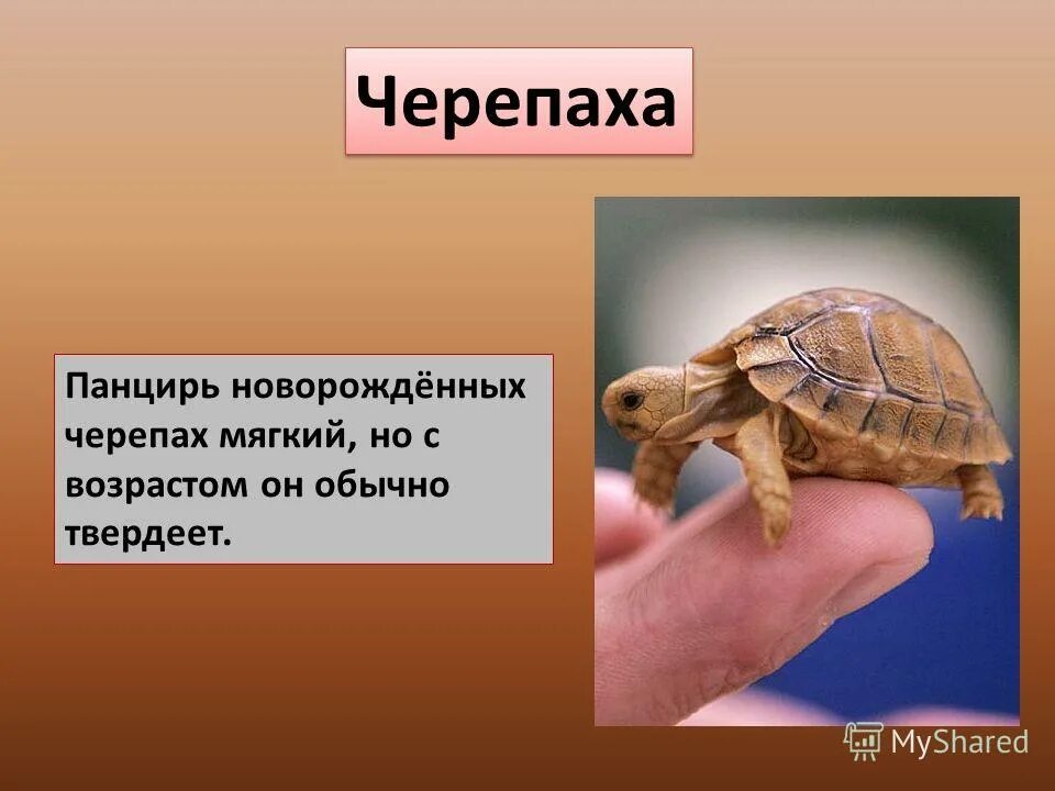 Презентация про черепаху