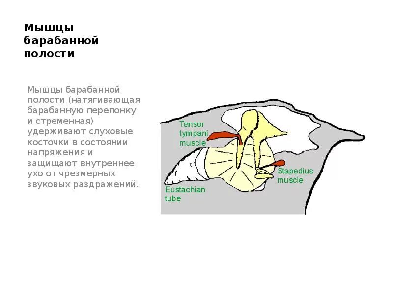 Мышца среднего уха Стременная. Стременная мышца и мышца напрягающая барабанную перепонку. Мышцы барабанной полости. Слуховые косточки и мышцы барабанной полости.