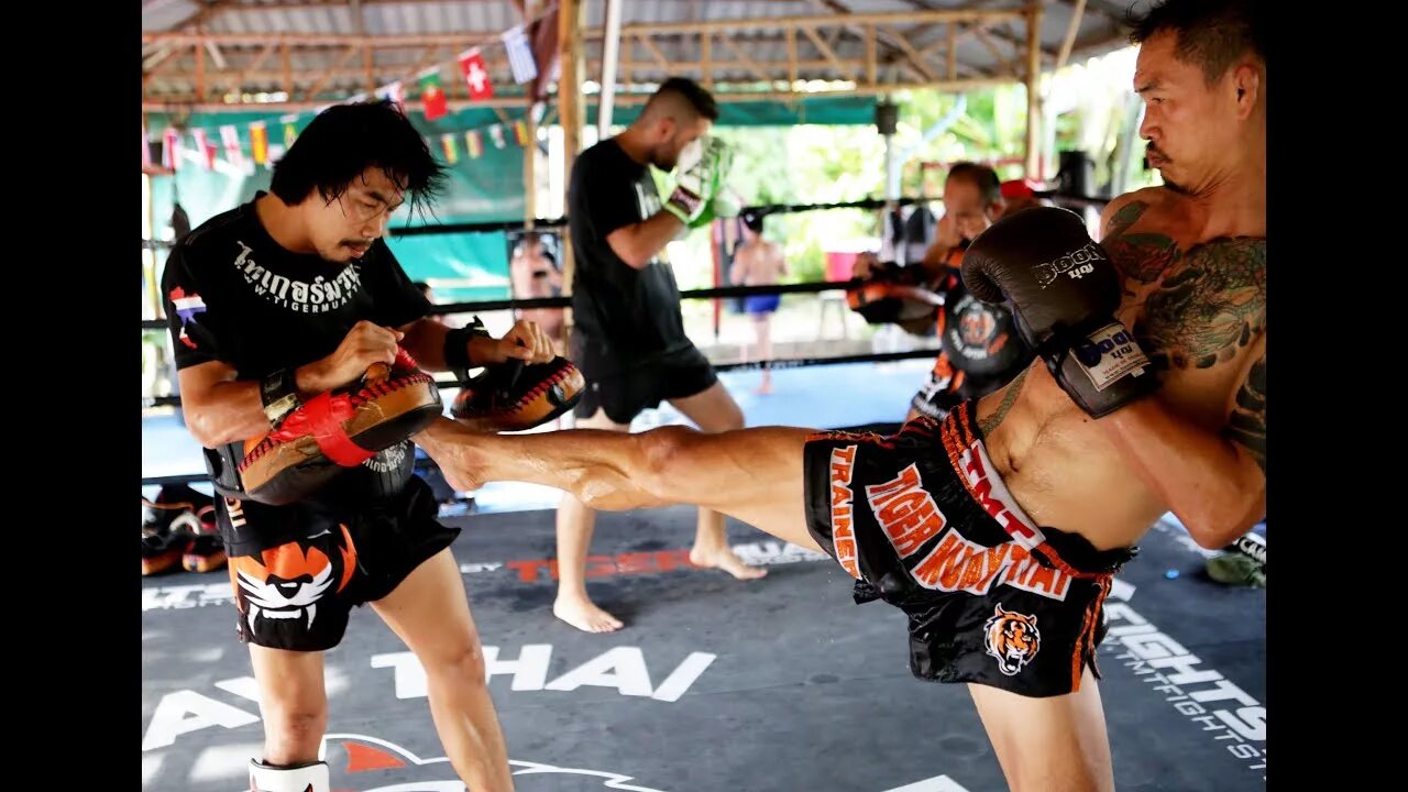 Тигр Муай Тай. Тайгер Муай Тай Пхукет. Tiger Muay Thai щитки. Tiger Muay Thai and MMA Training Camp. Тайгер муай