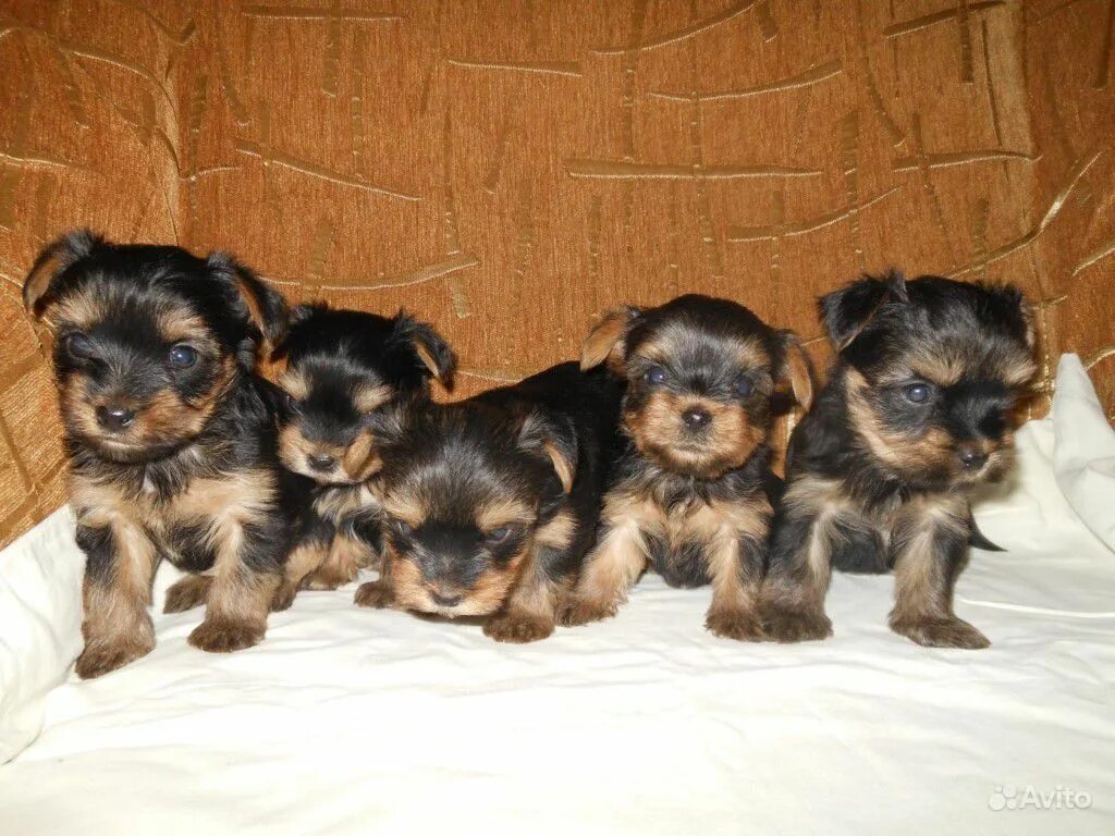 Йоркширский терьер 3 мне сяца. Йоркширский терьер 2 месяца. Йоркширский терьер месяц как выглядит. Йоркширский терьер щенок 1 месяц. Йоркширский терьер 2 мес.