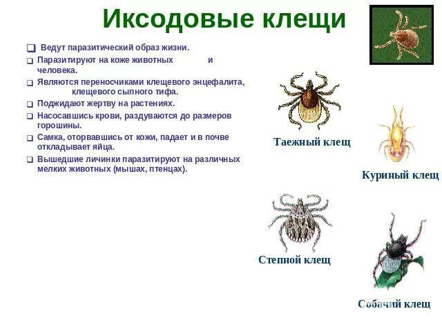 Клещи какого пола питаются кровью человека переносчиком. Иксодовый клещ классификация. Иксодовые клещи строение. Паразитические клещи виды.