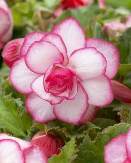 Бегония rose