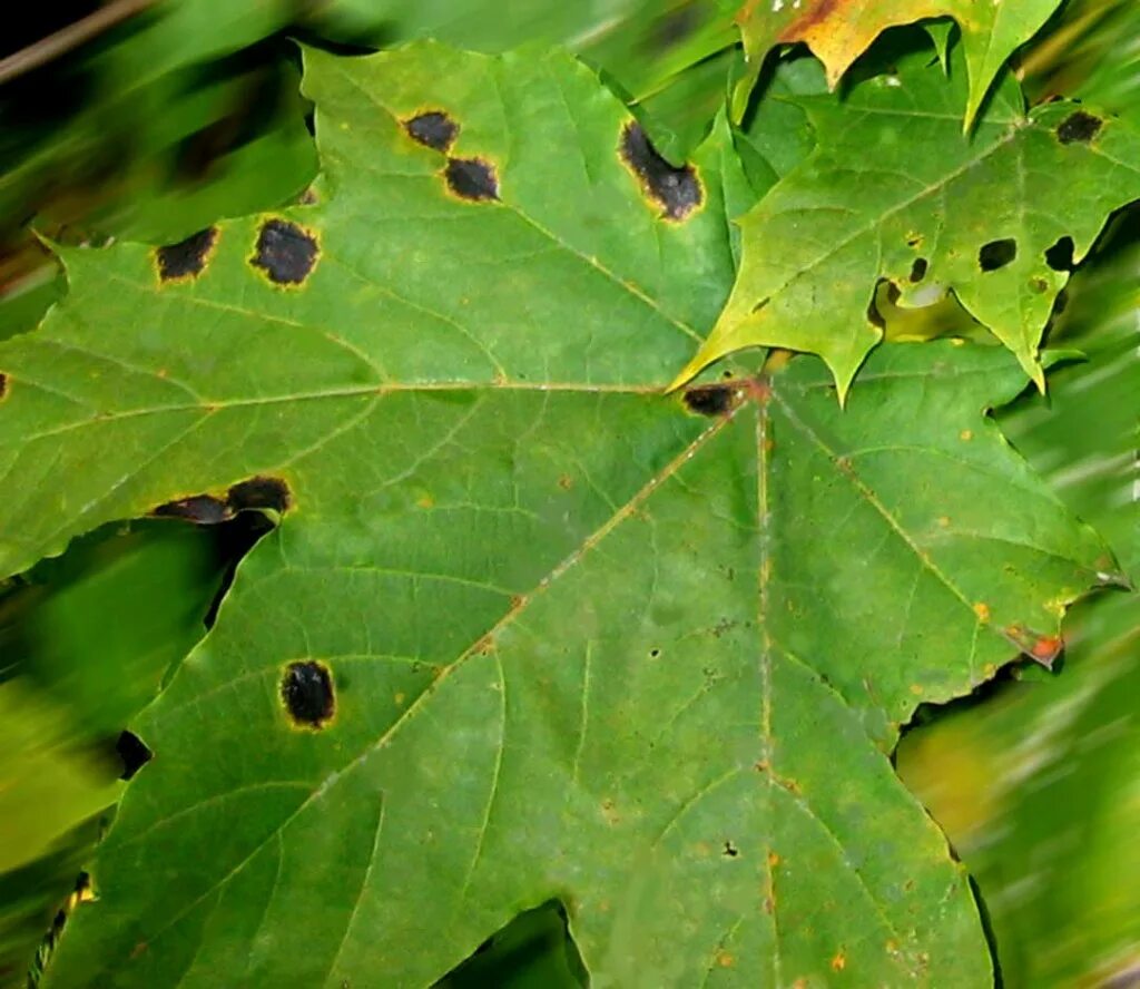 Черная пятнистость клена. Ритисма кленовая. Пятна на кленовых листьях. Черная пятнистость листа клена. Черная пятнистость клена.
