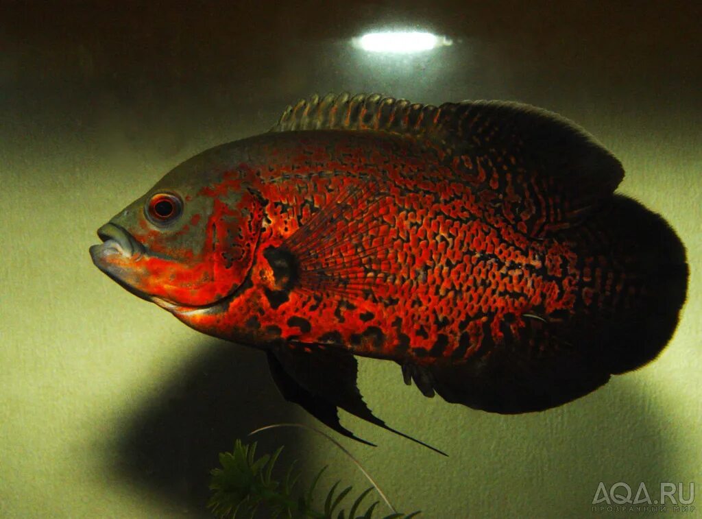 рыбка астронотус. астронотус тигровый оскар. цихлазома астронотус. сомик астронотус. вуалехвостый астронотус.