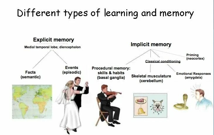 Examples of memory. Explicit implicit memory. имплисит и эксплисит. priming memory. study and memorize the types of legal profession схема.