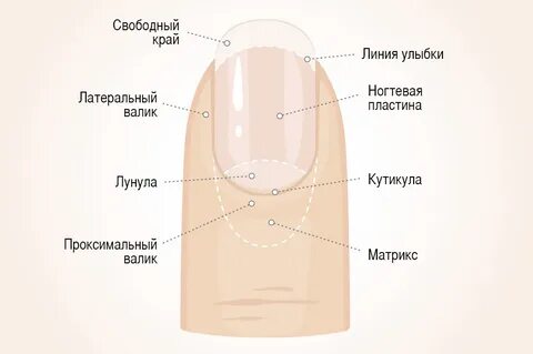 Что такое матрикс ногтя