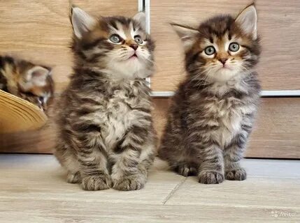 Вес сибирских котят
