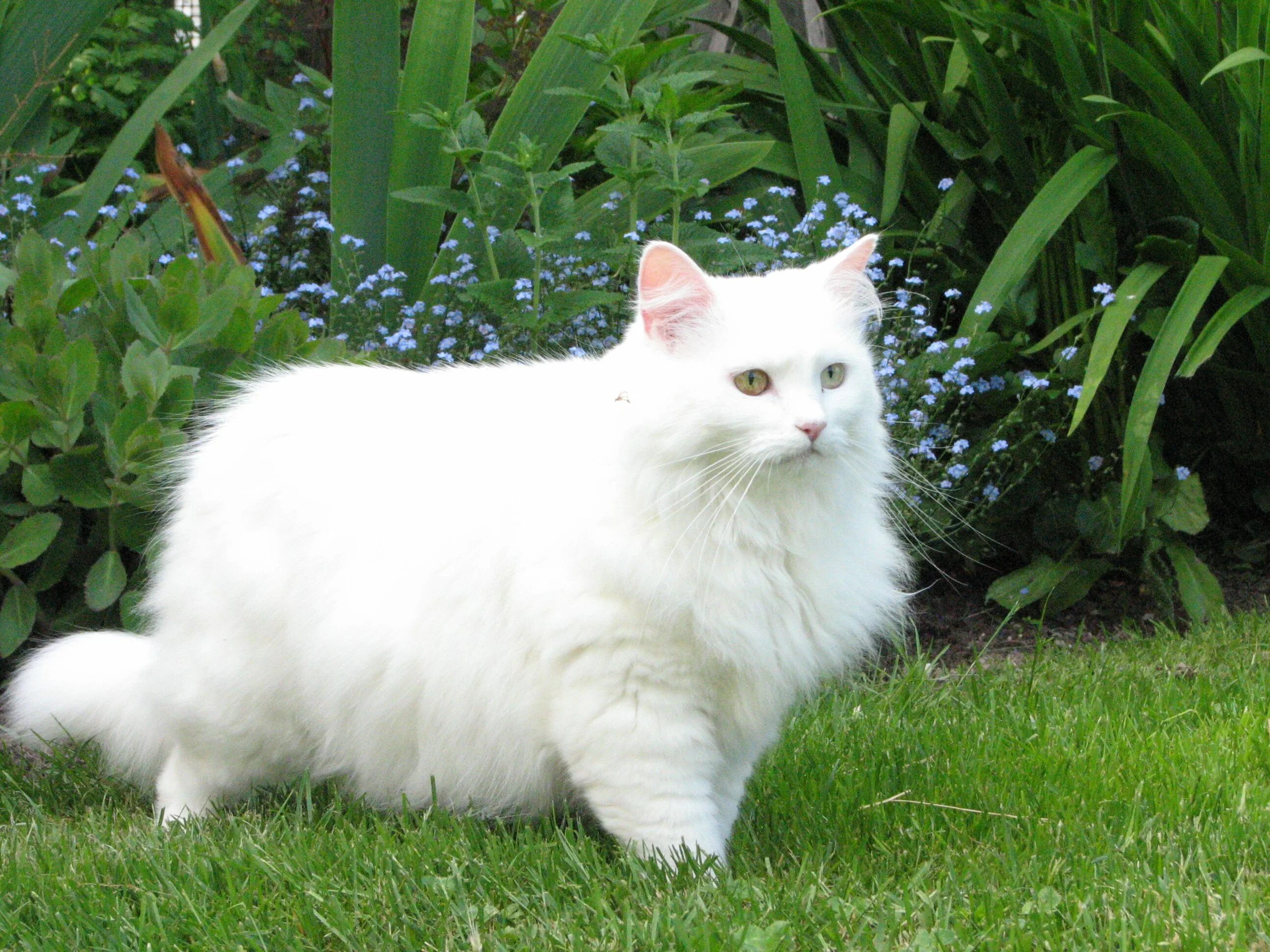 Толще белая. Сибирская ангора кошка белый кот. Ангорский Крысолов. Сибирский белый Крысолов кошка. Ангорский бобтейл кошка.