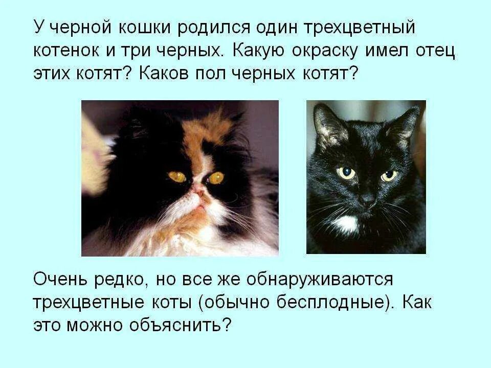 Трехцветный котенок приметы. Поверья о кошках. Кошачьи приметы. Трехцветная кошка приметы. Какие котята рождаются у черной кошки