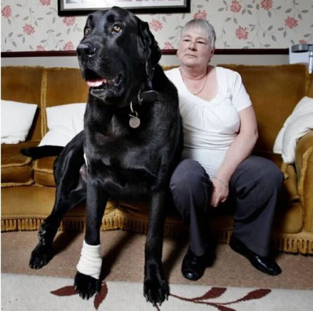 Предложение огромный пес. Английский мастиф Зевс. Датский дог Гибсон. Лабрадор 100кг. Огромные собаки.