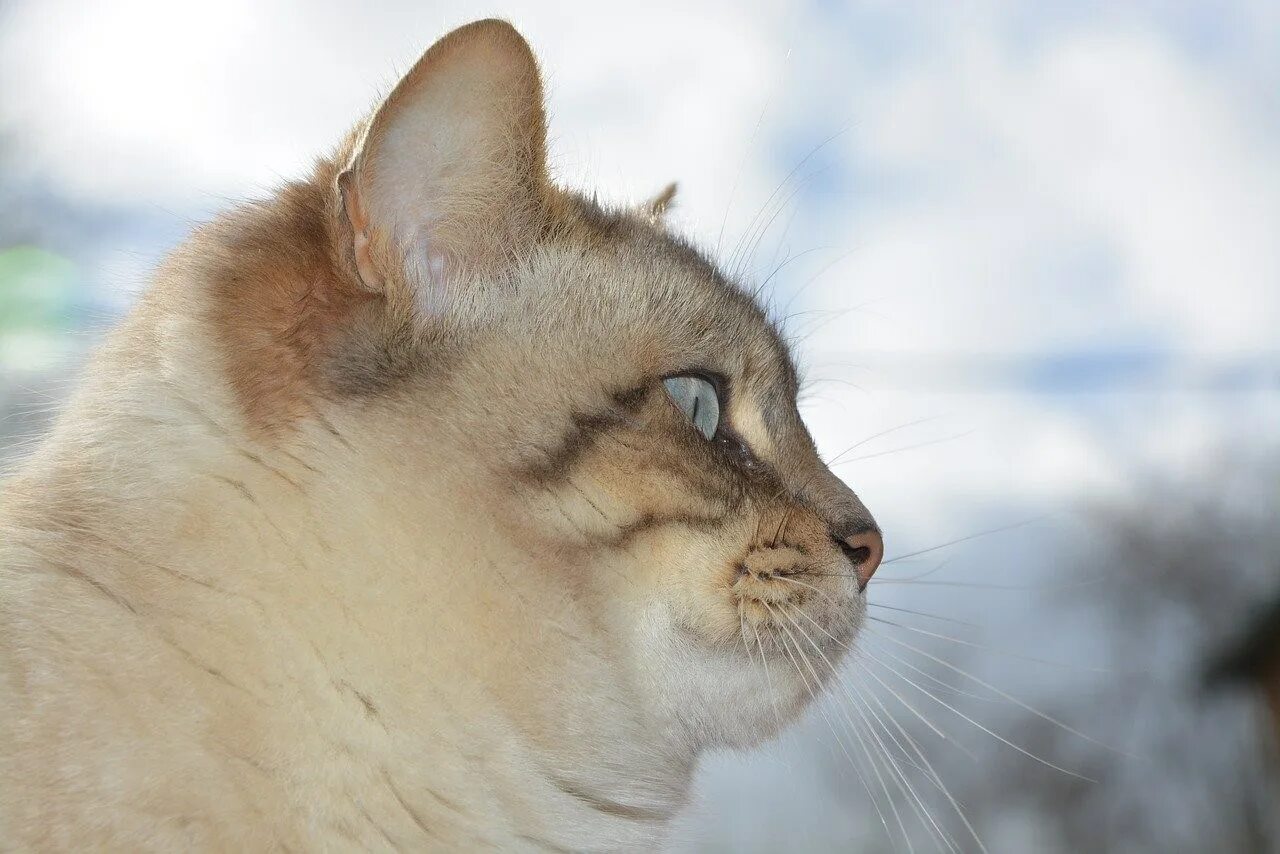 Котик боком. Кот в профиль. морда кота в профиль. морда кошки боком. кошка сбоку.