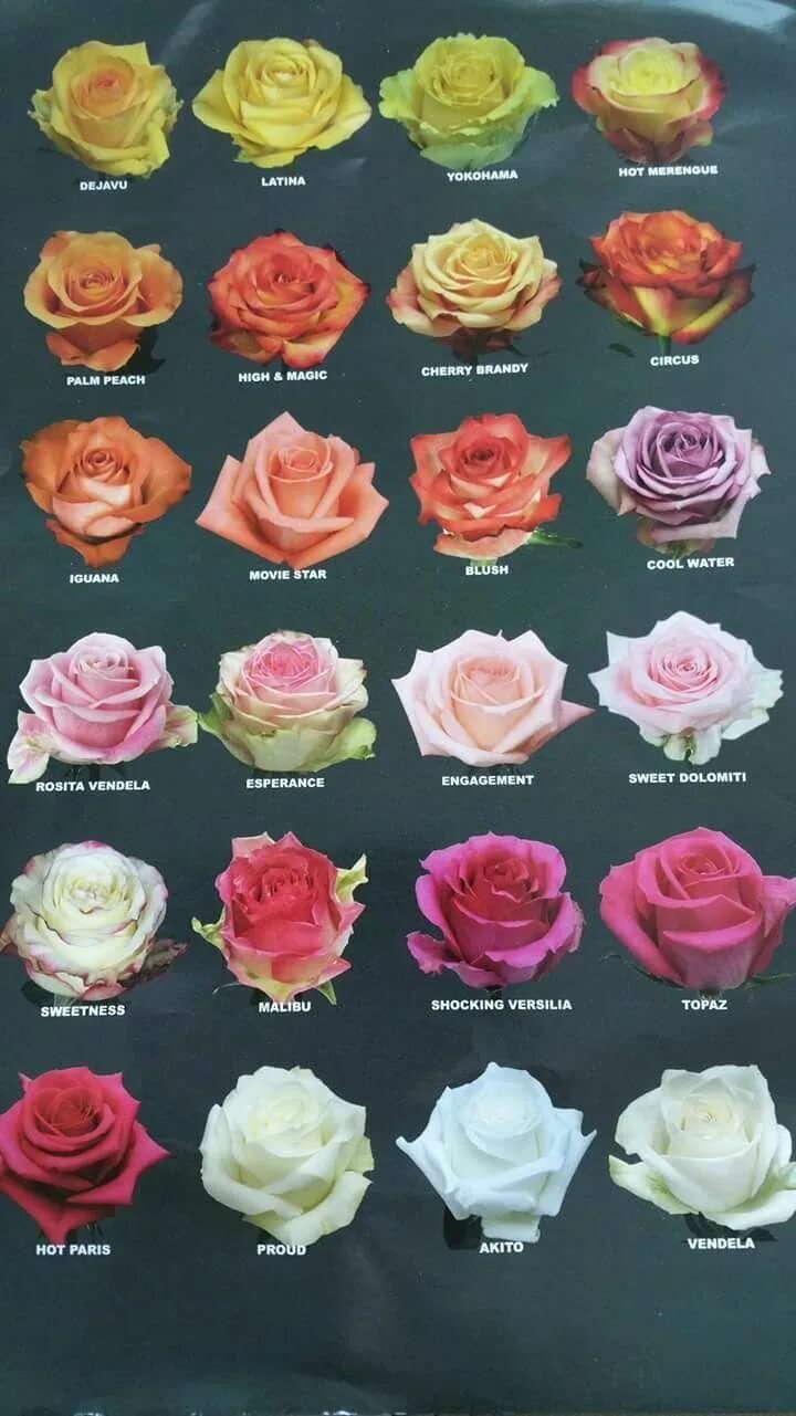 Как отличить розы. Сорта роз Эквадор. Сорта эквадорской розы срезка. Сорта роз срезка Эквадор.