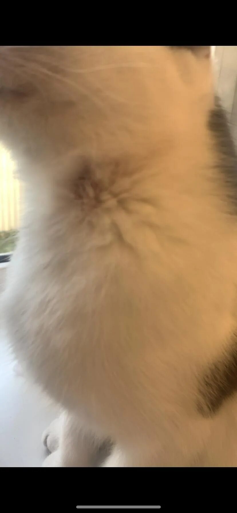 Почему котенок чешет