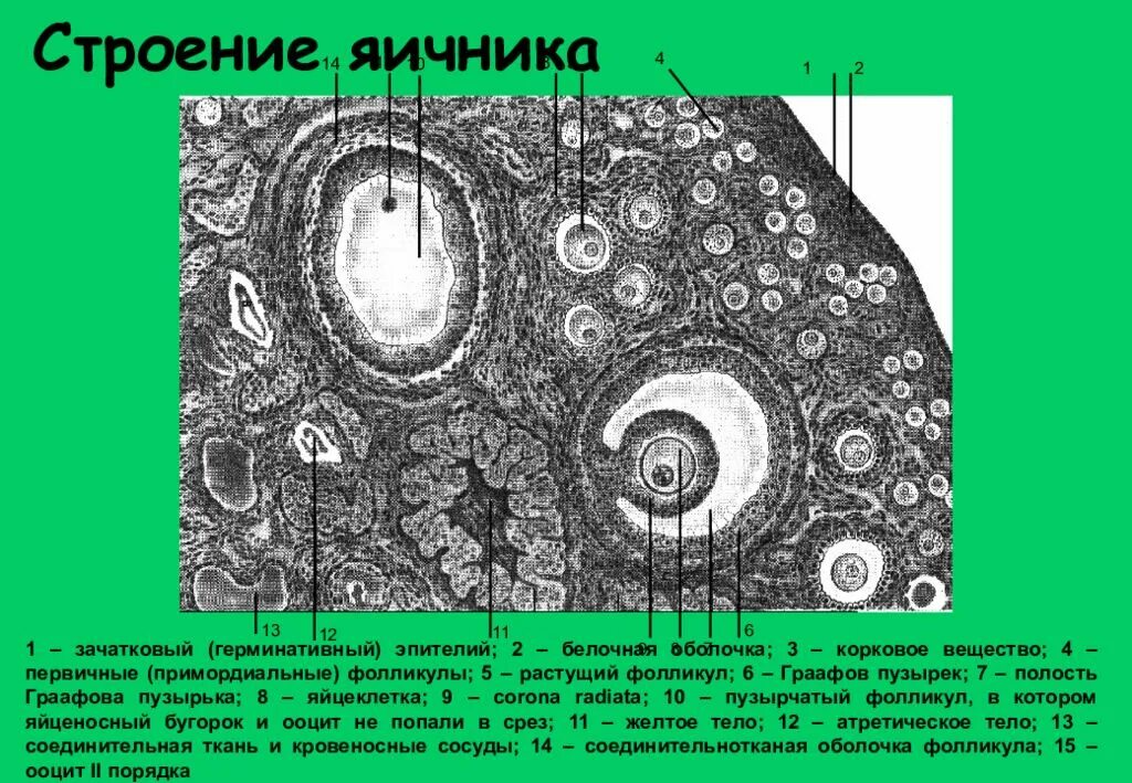 Граафов пузырек яичника. Граафов пузырек яичника строение. Граафов пузырек строение гистология. Строение герминативного эпителия. Граафов пузырек яичника кошки.