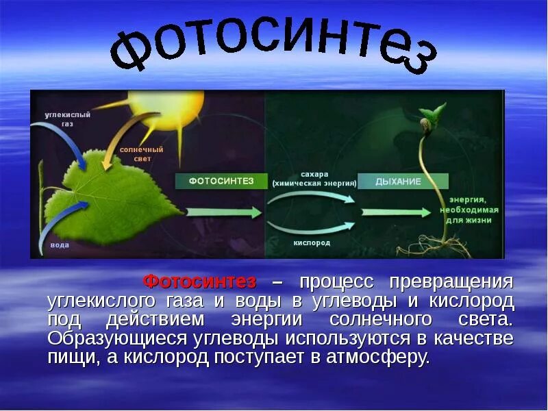 В процессе фотосинтеза кислород образуется. Фотосинтез что образуется. Схема процесса фотосинтеза. Фотосинтез углекислый ГАЗ. Углекислый газ и кислород сходства и различия