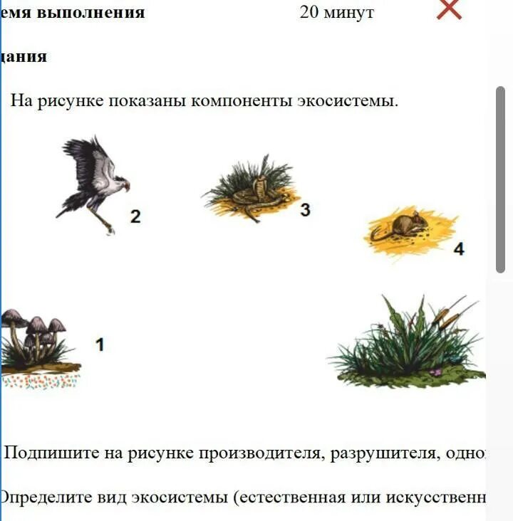Контрольная работа экосистемный уровень 11 класс