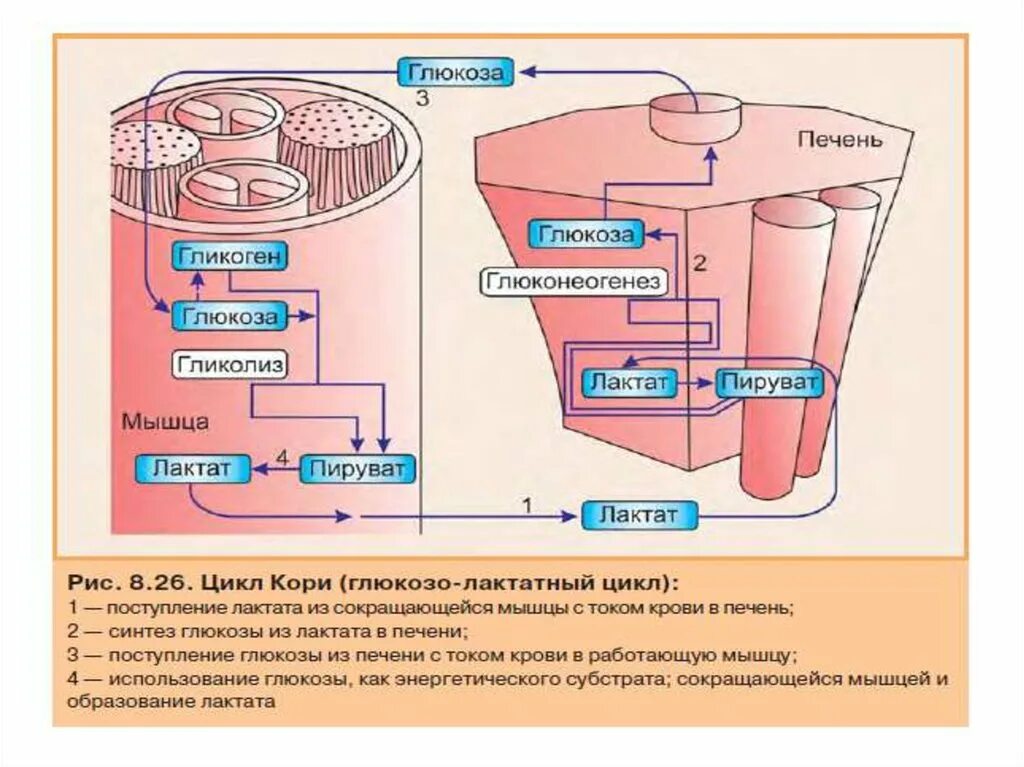 Образования глюкозы в печени. Синтез Глюкозы и лактата. Синтез Глюкозы в печени глюконеогенез. Синтез Глюкозы - глюконеогенез. Глюконеогенез биохимия.