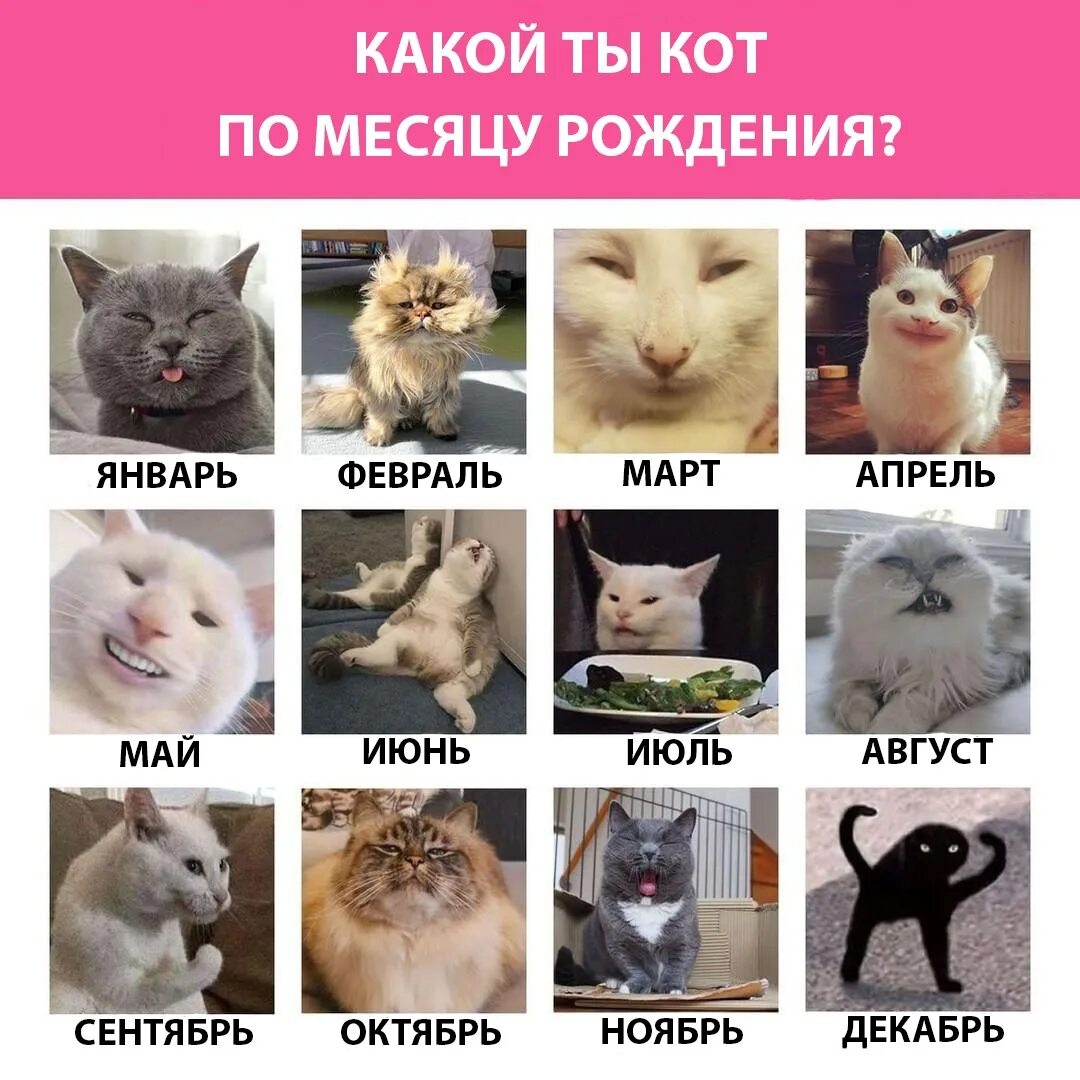Why are you feeling do you. Настроение кошек коллаж. Эмоции кошек. Популярные породы кошек 2023. Which Cat are you.