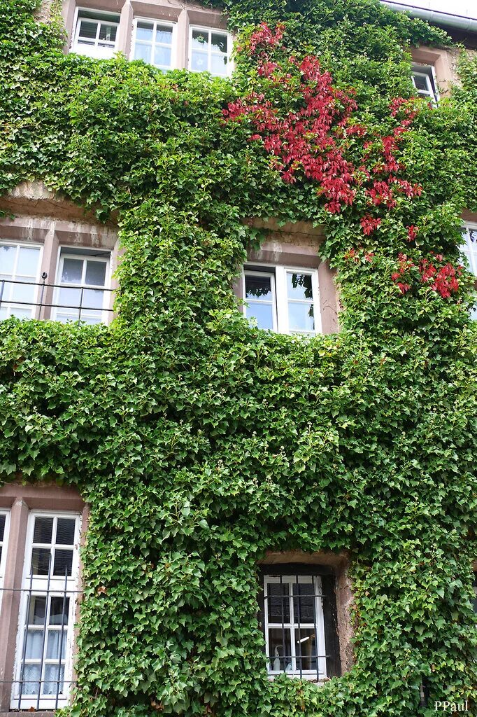 Плющ вечнозеленый уличный. Плющ вечнозеленый (Hedera).. Плющ Королевский. Хедера плющ уличный. Плющ морозостойкий купить