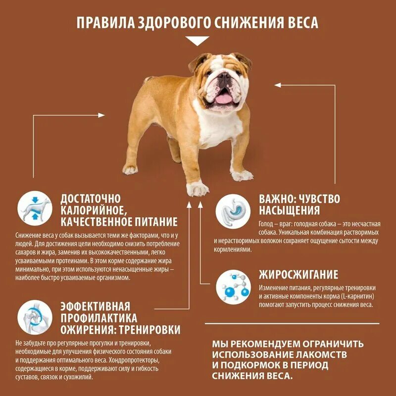 Животные лучше людей. Функциональное состояние собак. Могут ли собаки чувствовать. Виноватая собака. Могут ли собаки чувствовать.
