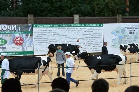 Выставка племенных животных белые ночи