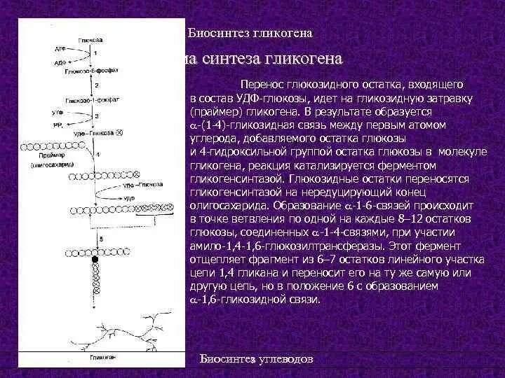 Биосинтез гликогена. Биосинтез гликогена схема. Затравка для синтеза гликогена. Синтез гликогена - глюконеогенез..