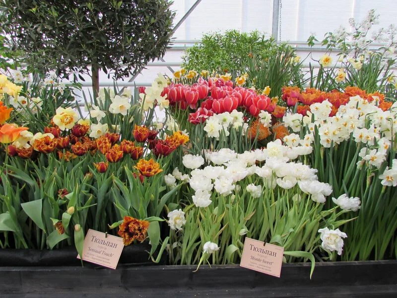 выставка зеленстрой тверь. горзеленстрой тверь выставка тюльпанов. аптекарский огород выставка тюльпанов. аптекарский огород мгу тюльпаны. ботанический сад аптекарский огород тюльпаны.