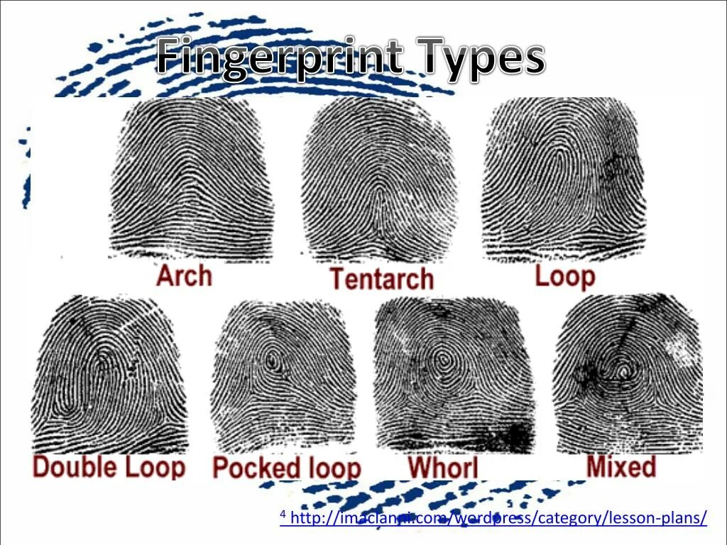 Fingerprinting javascript. Дактилоскопия криминалистика. fingerprints types. the origin of fingerprints. fingerprinting что идет после.