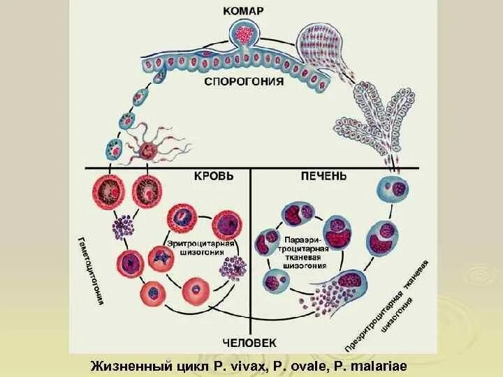 Возникновении малярии. Жизненный цикл малярийного плазмодия. Жизненный цикл плазмодия схема. Цикл малярийного малярийного плазмодия. Цикл развития малярийного плазмодия схема.