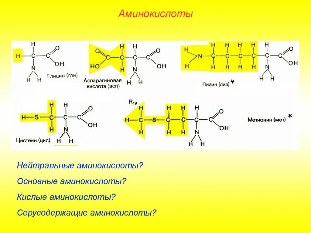 Основные нейтральные аминокислоты. АСП аминокислота. Кислые и основные аминокислоты. Основные и кислотные аминокислоты.