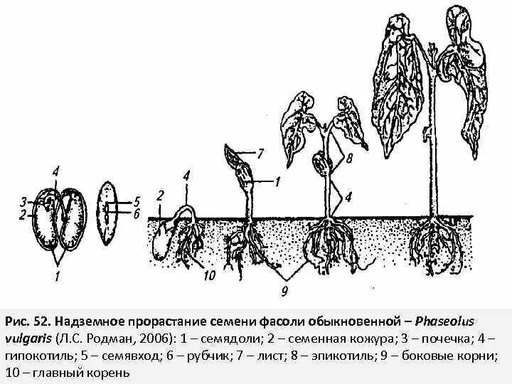 Эпикотиль и гипокотиль. Надземное прорастание семян. Семя развитие фасоли схема. Подземное прорастание гороха посевного.