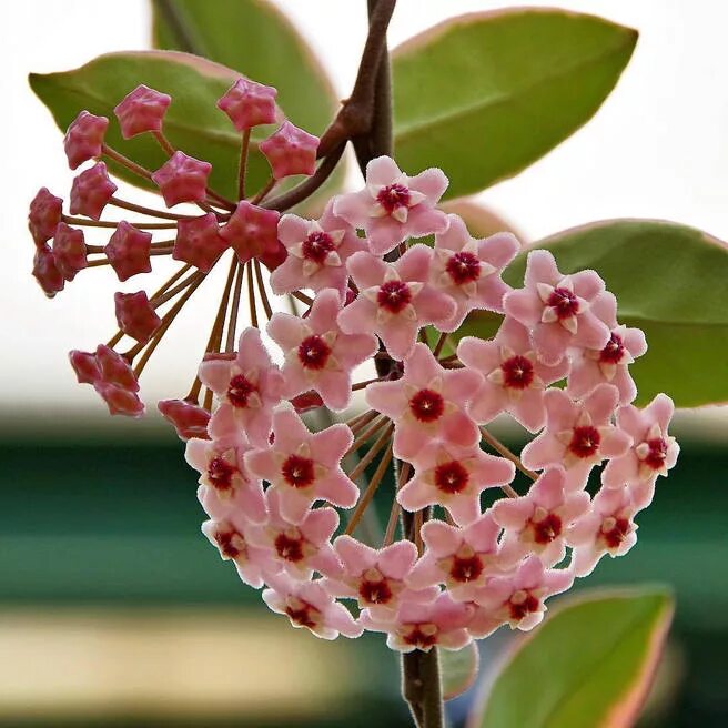 Хойя, хоя (Hoya), восковой плющ - вечнозеленая лиана из семейства ластовневых (A