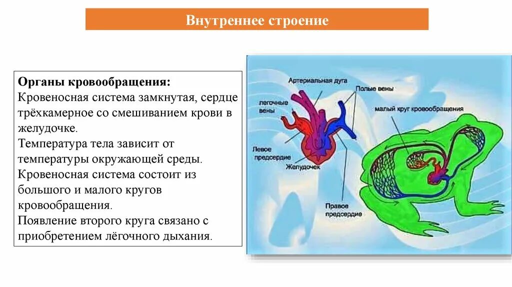 Трехкамерное сердце строение. Кровеносная система земноводных. Земноводные сердце трехкамерное. Трехкамерное сердце и один круг кровообращения. У какого животного трехкамерное