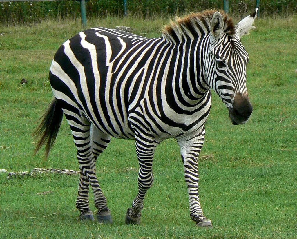 Сайт zebra