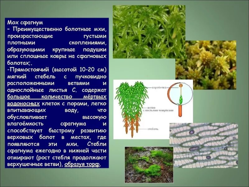 Сфагновые мхи хвойные двудольные папоротниковые. Таксоны сфагнума. Мох сфагнум. Классификация мох сфагнум. Сфагнум болотный систематика.