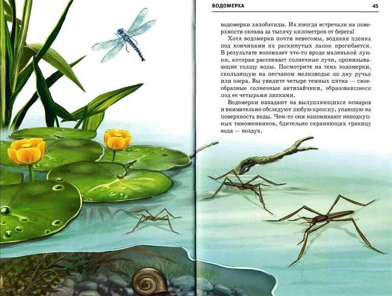 В пресной воде морковь через три дня. Жизнь в пресной воде. жизнь в пресных водах иллюстрация. тема жизнь в пресных водах. проект в пресноводных водах.