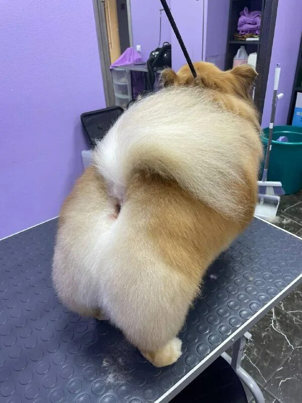 Пушистый рай дата выхода серий. Пушистый рай дата выхода серий. Пушистый рай дата выхода серий. Пушистый рай дата выхода серий. Пушистый рай дата выхода серий.