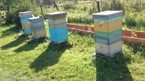 На пасеке 47 ульев другой 52