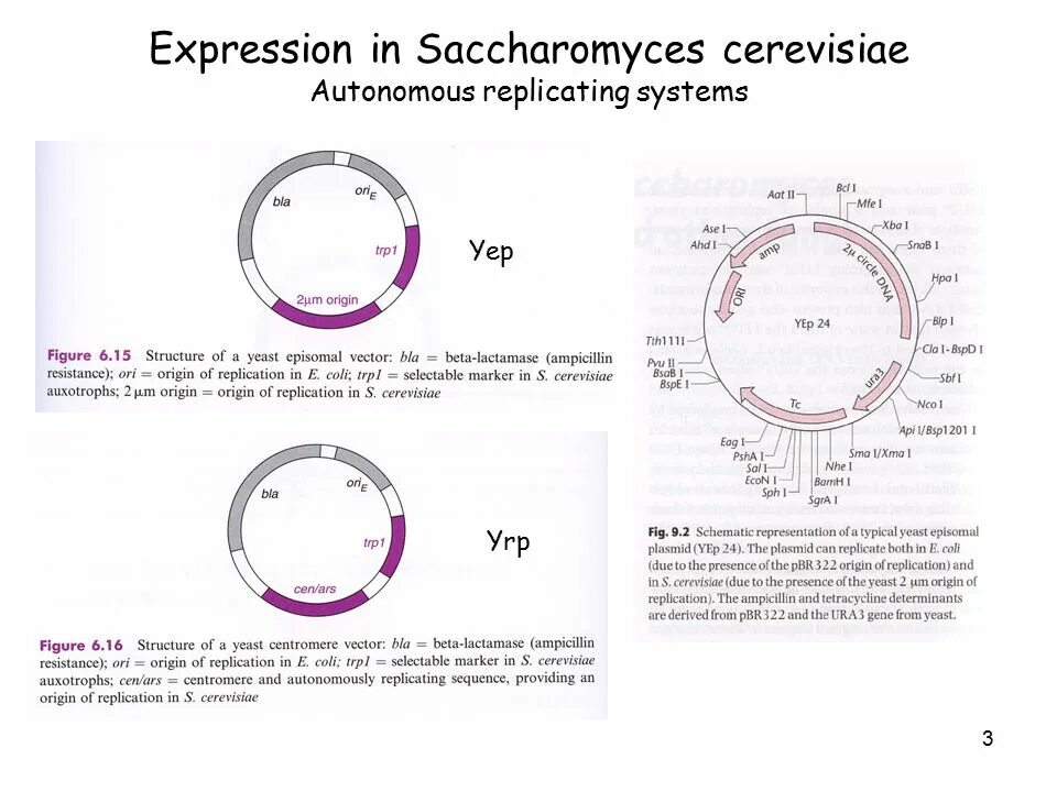 Плазмиды дрожжей. Плазмида дрожжей. Yeast integration plasmid. Плазмида pbr322. Интегративные плазмиды дрожжей.