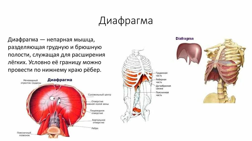 Выполняет функцию диафрагмы. Диафрагма строение топография и функции. Дыхательная диафрагма анатомия. Строение грудобрюшной диафрагмы. Диафрагма человека анатомия расположение.