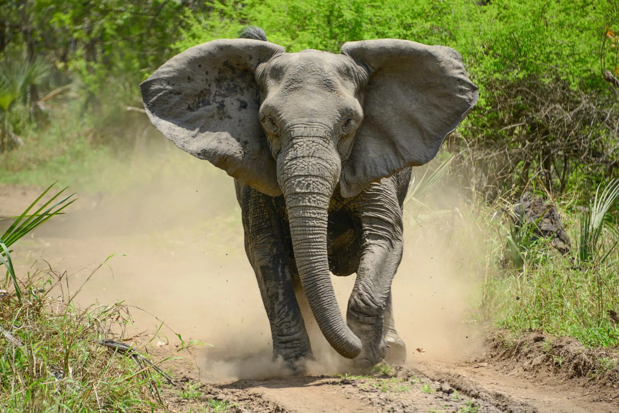 An elephant