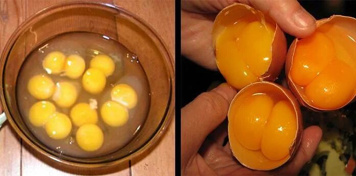 Два желтка примета. Яйца куриные двухжелтковые. Многожелтковые куриные яйца. Желток куриного яйца. Двойной желток в яйце.