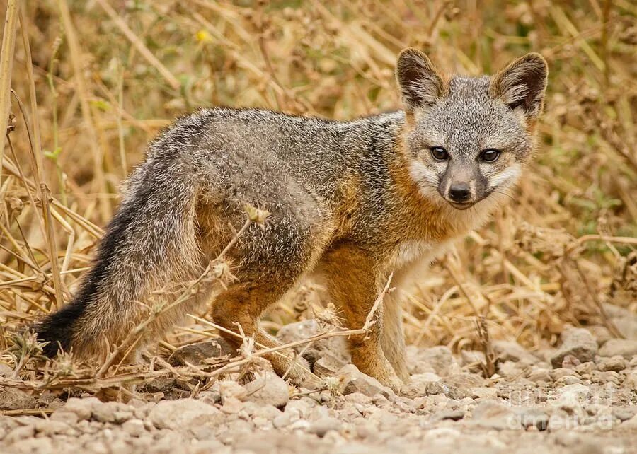 Urocyon littoralis. Грязно серая лиса шаг за шагом. Грязно серая лиса шаг за шагом. Грязно серая лиса шаг за шагом. Серый лис в армении.